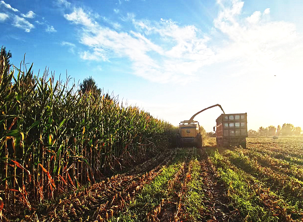 亚盛集团各企业青贮玉米迎来丰收季